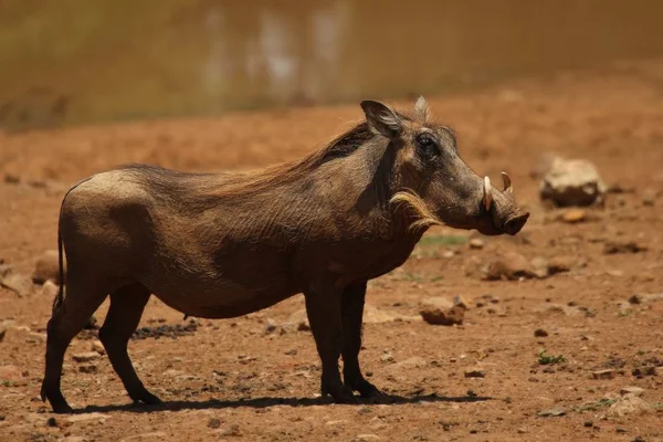 Gąsienica pospolita (Phacochoerus africanus) wychodząca do wodopoju w wieczornym słońcu. — Zdjęcie stockowe