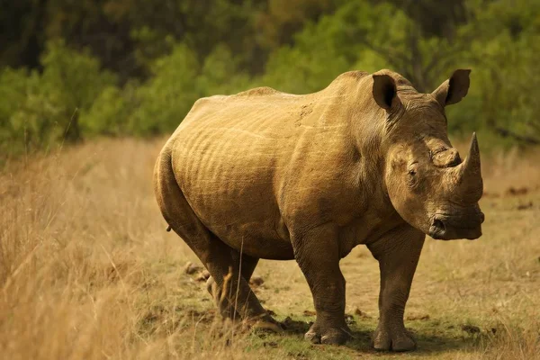 Um rinoceronte branco, rinoceronte, (Ceratotherium simum) hospedado em prados . — Fotografia de Stock