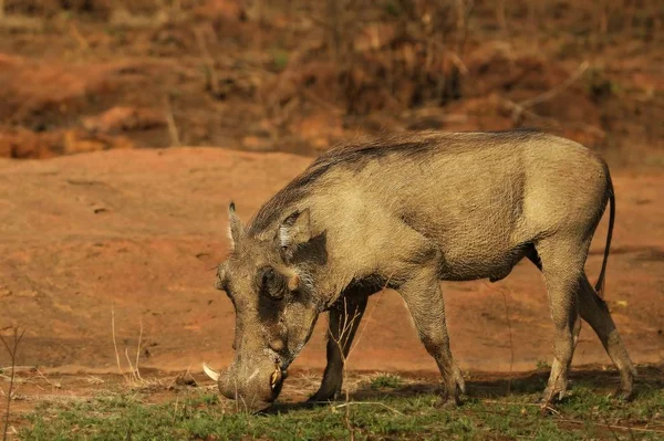 O warthog comum (Phacochoerus africanus) indo para o buraco da água . — Fotografia de Stock