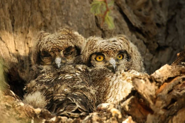 Dois bebês manchados Eagle-Owls (Bubo africanus) sentados à sombra . — Fotografia de Stock