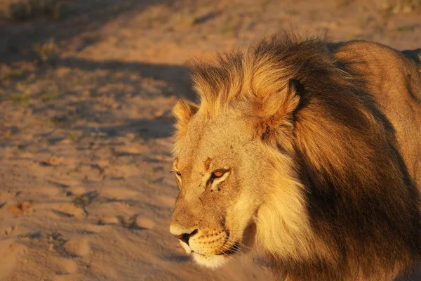 The huge Lion male (Panthera leo) with black mane walking in Kalahari desert. — Stock Photo, Image