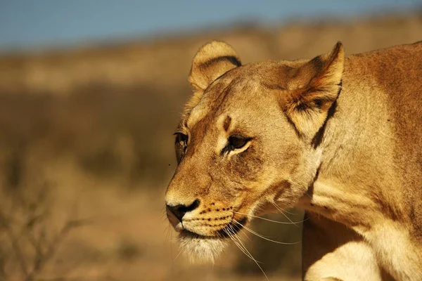 Η λέαινα (Panthera leo) περπατά στην έρημο Καλαχάρι και αναζητά το υπόλοιπο της υπερηφάνειας της. — Φωτογραφία Αρχείου