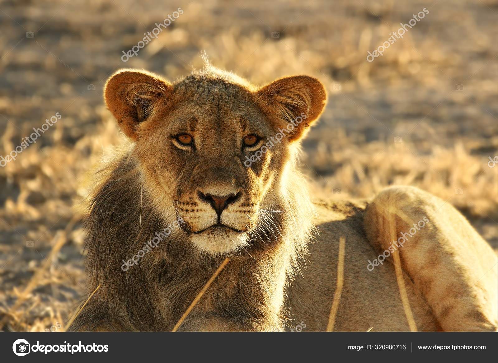 カラハリ砂漠のライオン写真素材 ロイヤリティフリーカラハリ砂漠のライオン画像 Depositphotos カラハリ砂漠のライオン写真素材 ロイヤリティフリーカラハリ砂漠のライオン画像 Depositphotos