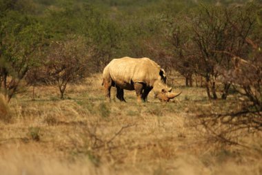 Beyaz gergedan, gergedan, (Ceratotherium simum) otlakta kalır..