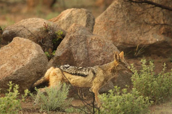 Black-back šakal (Canis mesomelas) v suché trávě v ranním slunci s kameny v pozadí. — Stock fotografie