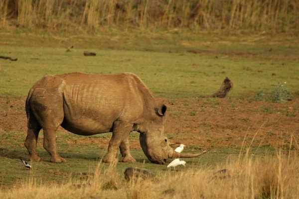 Ein Breitmaulnashorn (ceratotherium simum), das sich im Grasland aufhält. — Stockfoto