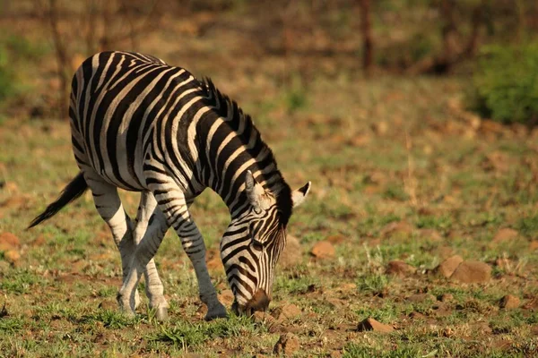 Lains zebra (Equus quagga, anteriormente Equus burchellii, cebra de Burchell) de pie sobre la roca roja y marrón . —  Fotos de Stock