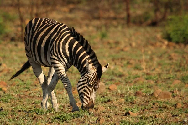 Lain zebra (Equus quagga, eski adıyla Equus burchellii, Burchell 'in zebrası) kırmızı ve kahverengi kayanın üzerinde durmaktadır..