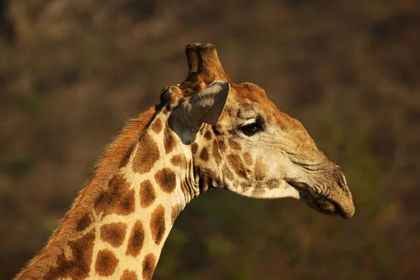 De Afrikaanse giraffe (Giraffa camelopardalis giraffa) maakt een boog om te drinken uit een waterput. — Stockfoto