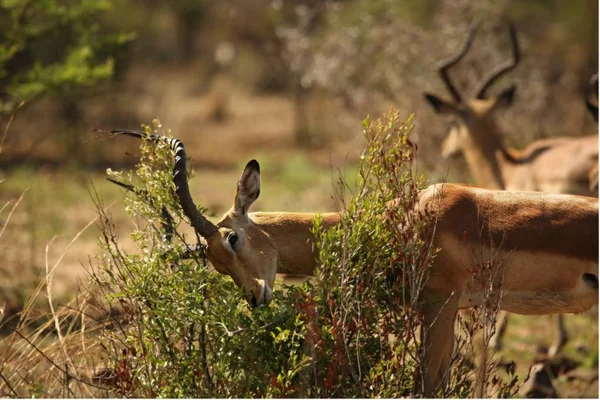 Um impala (Aepyceros melampus) macho enorme na grama seca alta que luta com um arbusto . — Fotografia de Stock