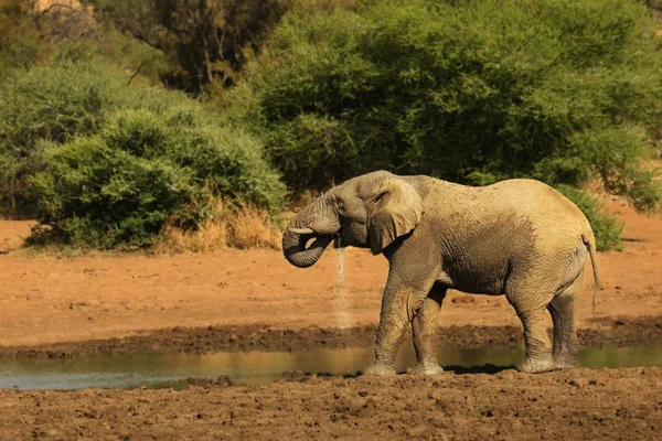 O elefante arbusto Africano (Loxodonta africana) água potável do lago . — Fotografia de Stock