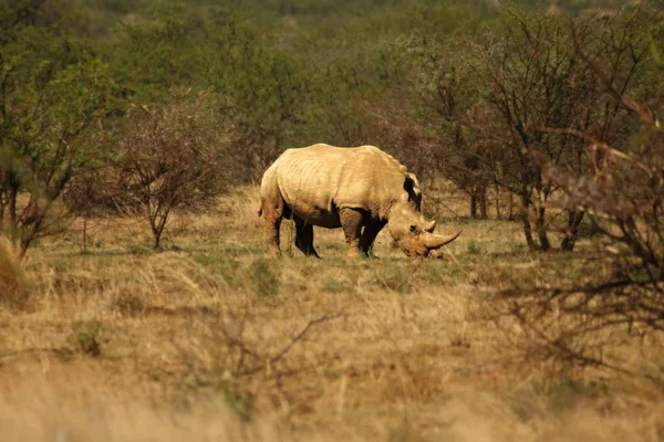 Biały nosorożec, nosorożec, (Ceratotherium simum) przebywający na łąkach. — Zdjęcie stockowe