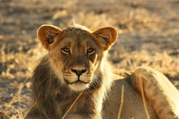 Ung løvehann (Panthera leo) har hvile i Kalaharis ørken . – stockfoto