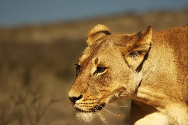 Lioness (Panthera leo) walking in Kalahari desert and looking for the rest of her pride. — Stock Photo, Image