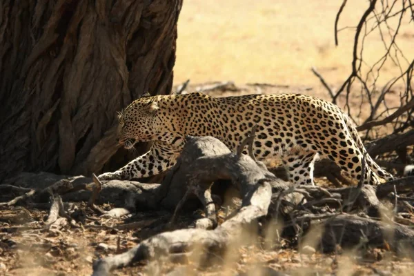 The African leopard (Panthera pardus pardus) after hunt. — Stock Photo, Image