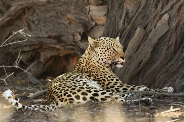 Африканський леопард (Panthera pardus pardus) відпочиває після полювання на сухий пісок у пустелі Калахарі.. — стокове фото