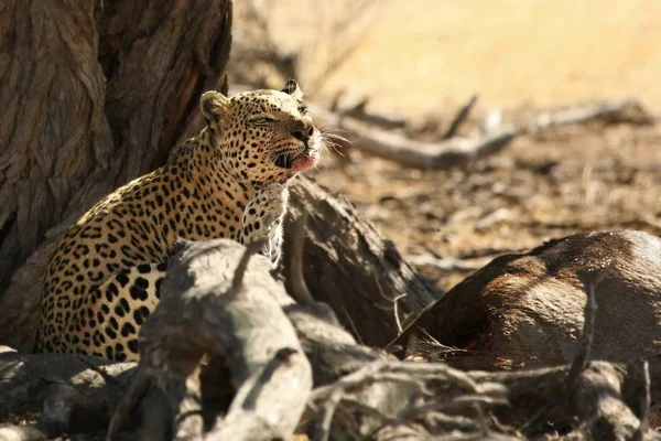 Il leopardo africano (Panthera pardus pardus) ha un riposo dopo caccia in sabbia secca nel deserto di Kalahari . — Foto Stock