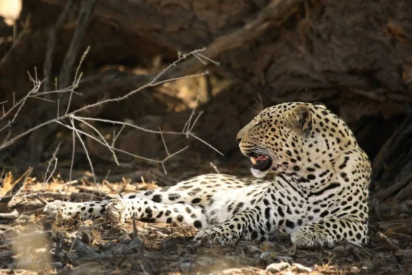 Африканський леопард (Panthera pardus pardus) відпочиває після полювання на сухий пісок у пустелі Калахарі.. — стокове фото