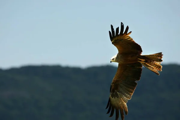 Zwarte vlieger (Milvus migrans) vliegen en jagen met groene achtergrond. — Stockfoto