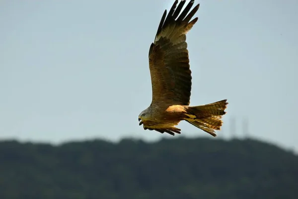 Black Kite (Milvus migrans migrans) flying and hunting with green background. — Stock Photo, Image