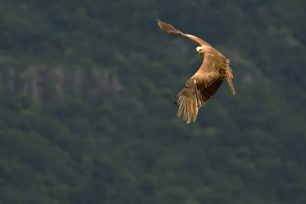 Schwarzmilan (milvus migrans migrans) fliegt und jagt mit grünem Hintergrund. — Stockfoto