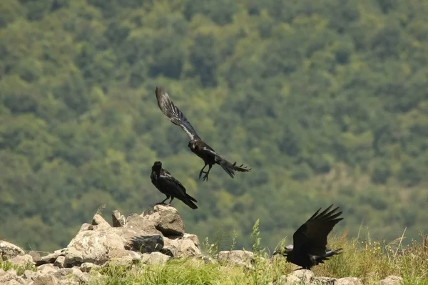 Três Corvos Comuns (Corvus corax) sentados nas rochas e voando ao redor . — Fotografia de Stock