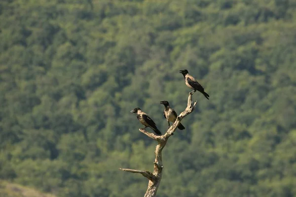 Trzy zakapturzone wrony (Corvus cornix) siedzące na gałęzi. — Zdjęcie stockowe