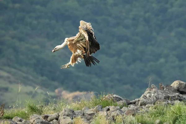 Um abutre Griffon (Gyps fulvus) voando sobre as rochas ao sol da manhã . — Fotografia de Stock