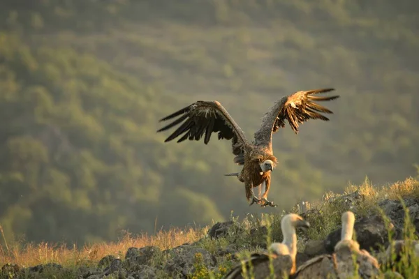 A Griffon Vulture (Gyps fulvus) létající přes skály v ranním slunci. — Stock fotografie