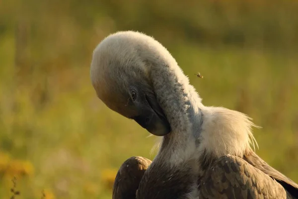 Ein Gänsegeier (gyps fulvus) sitzt im gelben Gras und reinigt sich in der Morgensonne. — Stockfoto