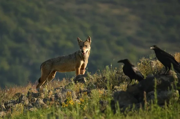 Bir Avrasyalı gri kurt (Canis lupus) yeşil çimenlikteki kayalıklarda, sarı çiçeklerde yaşar..