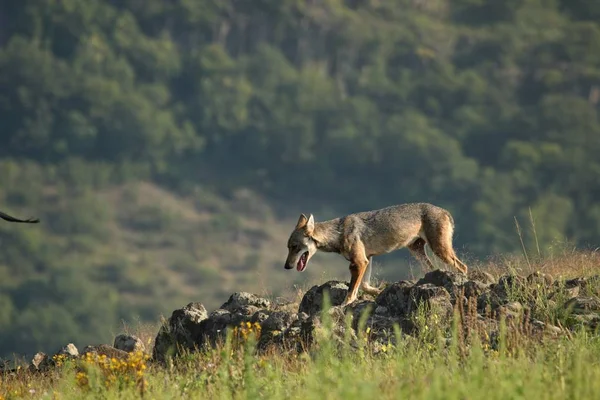 Um lobo cinzento eurasiano (Canis lupus lupus) hospedado na grama verde com flores amarelas, na rocha e olhando ao redor . — Fotografia de Stock