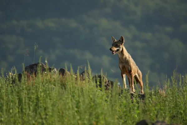Um lobo cinzento eurasiano (Canis lupus lupus) que fica nas rochas na grama verde, flores amarelas ao redor . — Fotografia de Stock