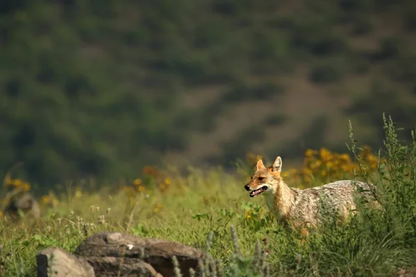 A Golden Jackal (Canis aureus) walking through the green grass and rocks with green background.