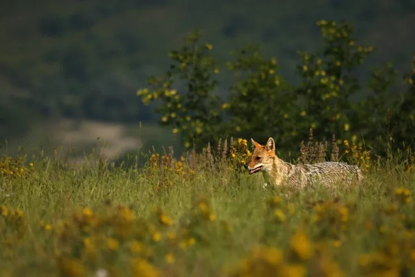 Um Chacal Dourado (Canis aureus) caminhando pela grama verde e rochas com fundo verde . — Fotografia de Stock