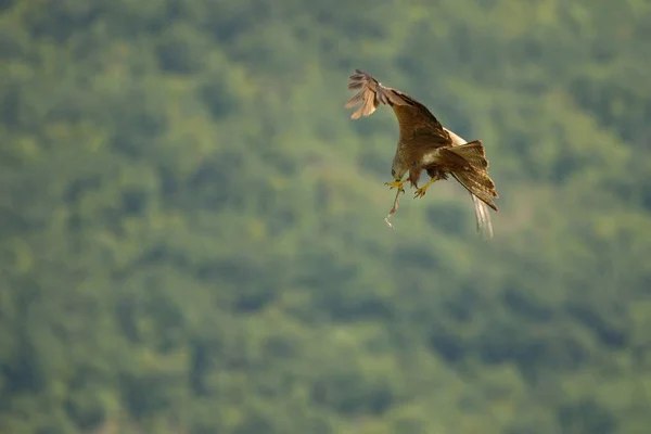 Zwarte vlieger (Milvus migrans) vliegen en jagen met groene achtergrond. — Stockfoto