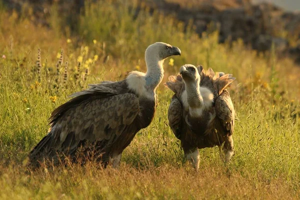 Ett par Griffon Vultures (Gyps fulvus) sitter i morgonsolen. — Stockfoto