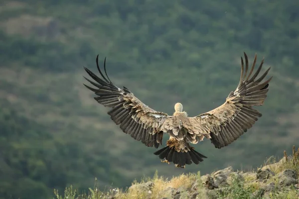 Een Griffon Vulture (Gyps fulvus) vliegend over de rotsen in de ochtendzon. — Stockfoto