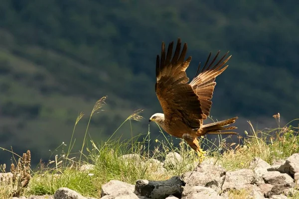 Black Drak (Milvus migrans migrans) létání a lov se zeleným pozadím. — Stock fotografie