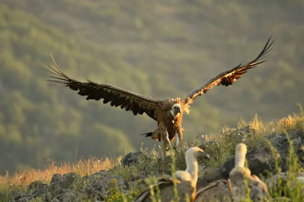 En Griffon Vulture (Gyps fulvus) flyger över klipporna i morgonsolen. — Stockfoto