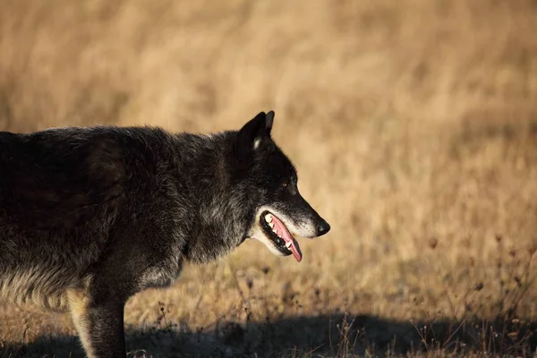 Um lobo norte-americano (Canis lupus) ficando e rindo na grama seca na frente da floresta. — Fotografia de Stock