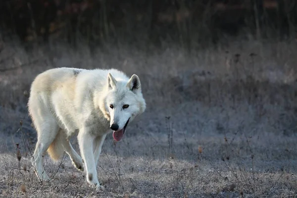Un lobo ártico (Canis lupus arctos) permaneciendo en hierba seca frente al bosque. —  Fotos de Stock