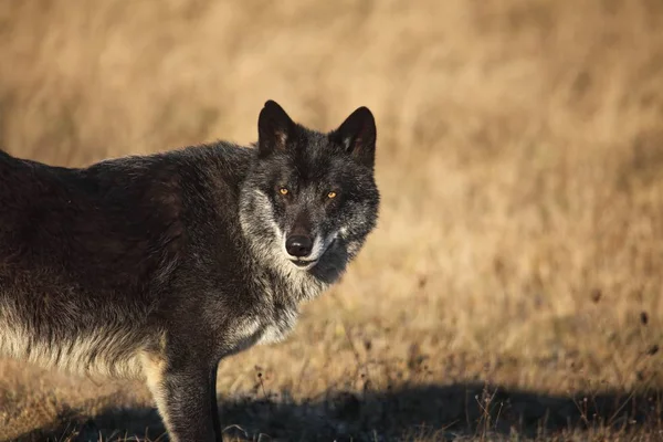 Um lobo norte-americano (Canis lupus) ficando e rindo na grama seca na frente da floresta. — Fotografia de Stock