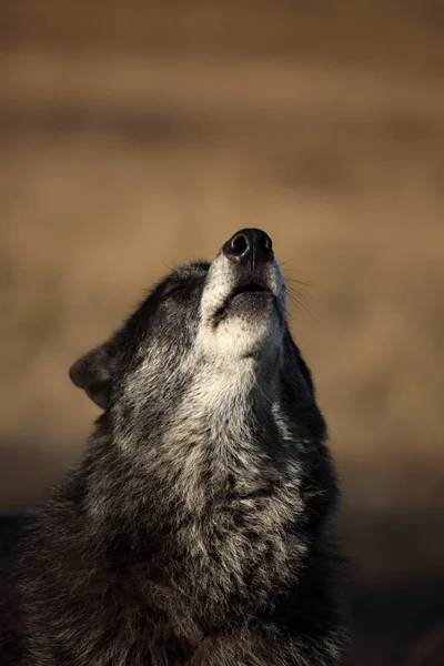 Ein nordamerikanischer Wolf (canis lupus) hält sich im trockenen Gras vor dem Wald auf. Brüllender schwarzer Wolfskater. — Stockfoto