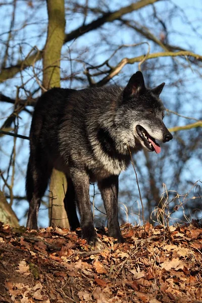 Un loup nord-américain (Canis lupus) séjournant dans la forêt. — Photo