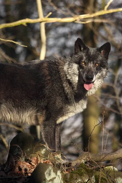 A north american wolf (Canis lupus) staying in the forest.