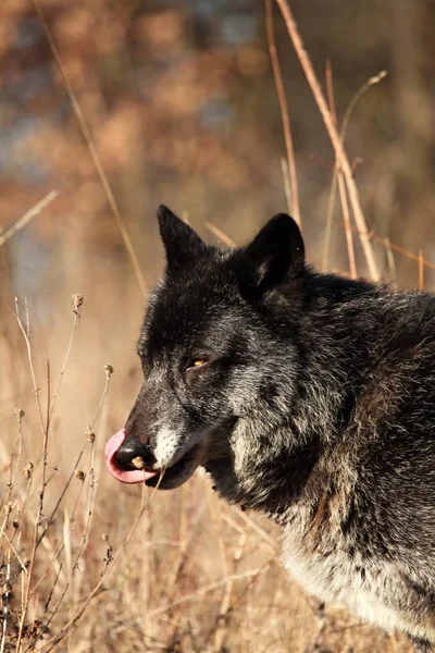 Un lobo norteamericano (Canis lupus) que permanece en la hierba seca frente al bosque. Retrato . —  Fotos de Stock