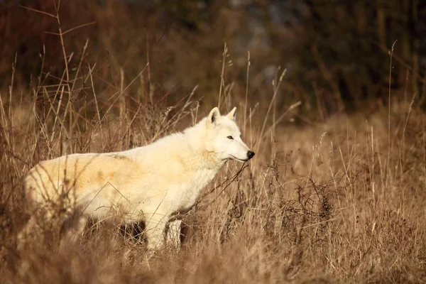 Un loup arctique (Canis lupus arctos) restant dans l'herbe sèche en face de la forêt. — Photo