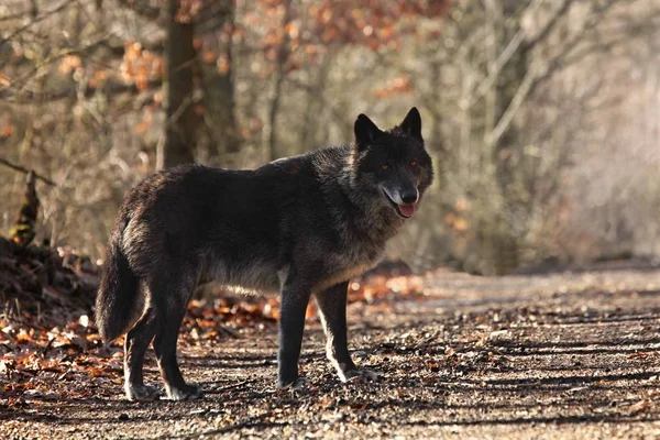 Ormanda kalan bir Kuzey Amerika kurdu (Canis lupus). 
