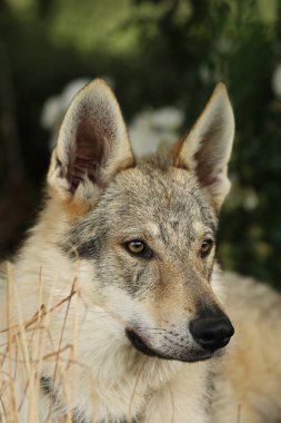 Yeşil arka planda bir Çekoslovakya Kurt Köpeği (Canis lupus familiaris) kadın portresi.